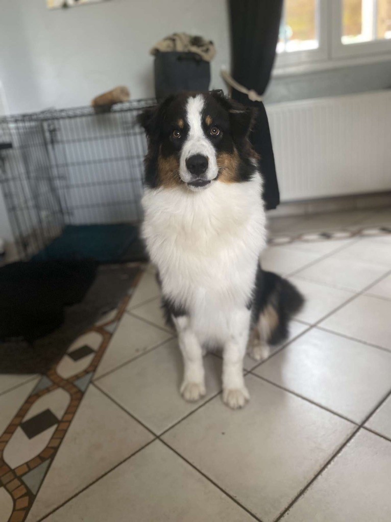 chiot Berger Australien De La Vallée Du Marbre